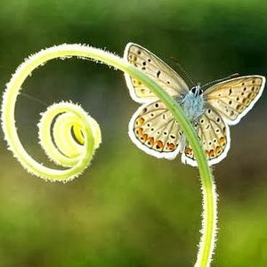 Meet your Posher, Lilie